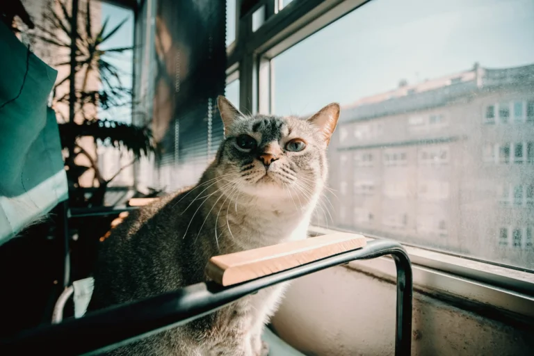 A light-colored cat sitting by a window, bathed in sunlight.