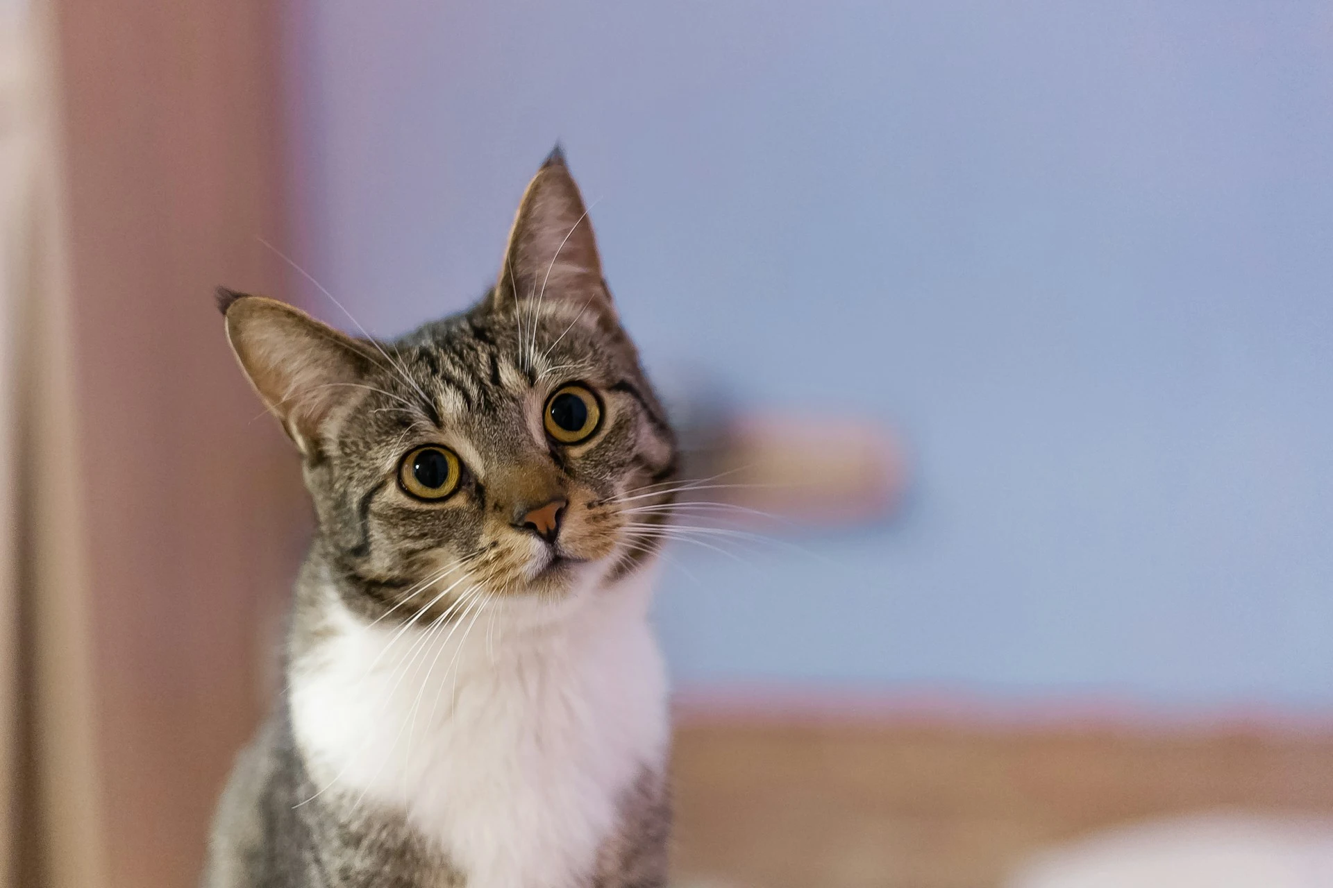 A grey cat is looking up with its head tilted slightly.