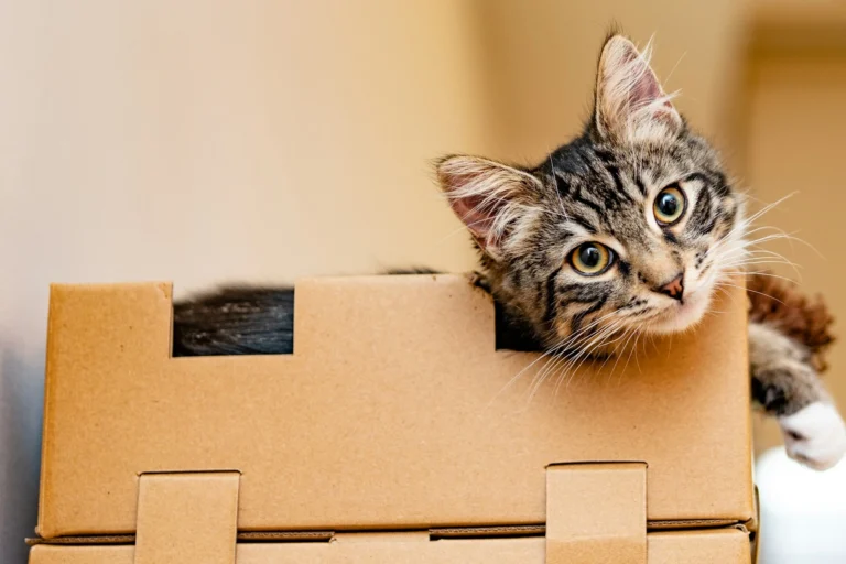 A grey tabby cat peeks out of a cardboard box.