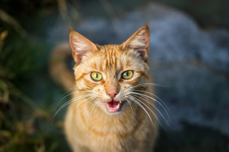 A ginger cat appears to be meowing as it stares straight into the camera.