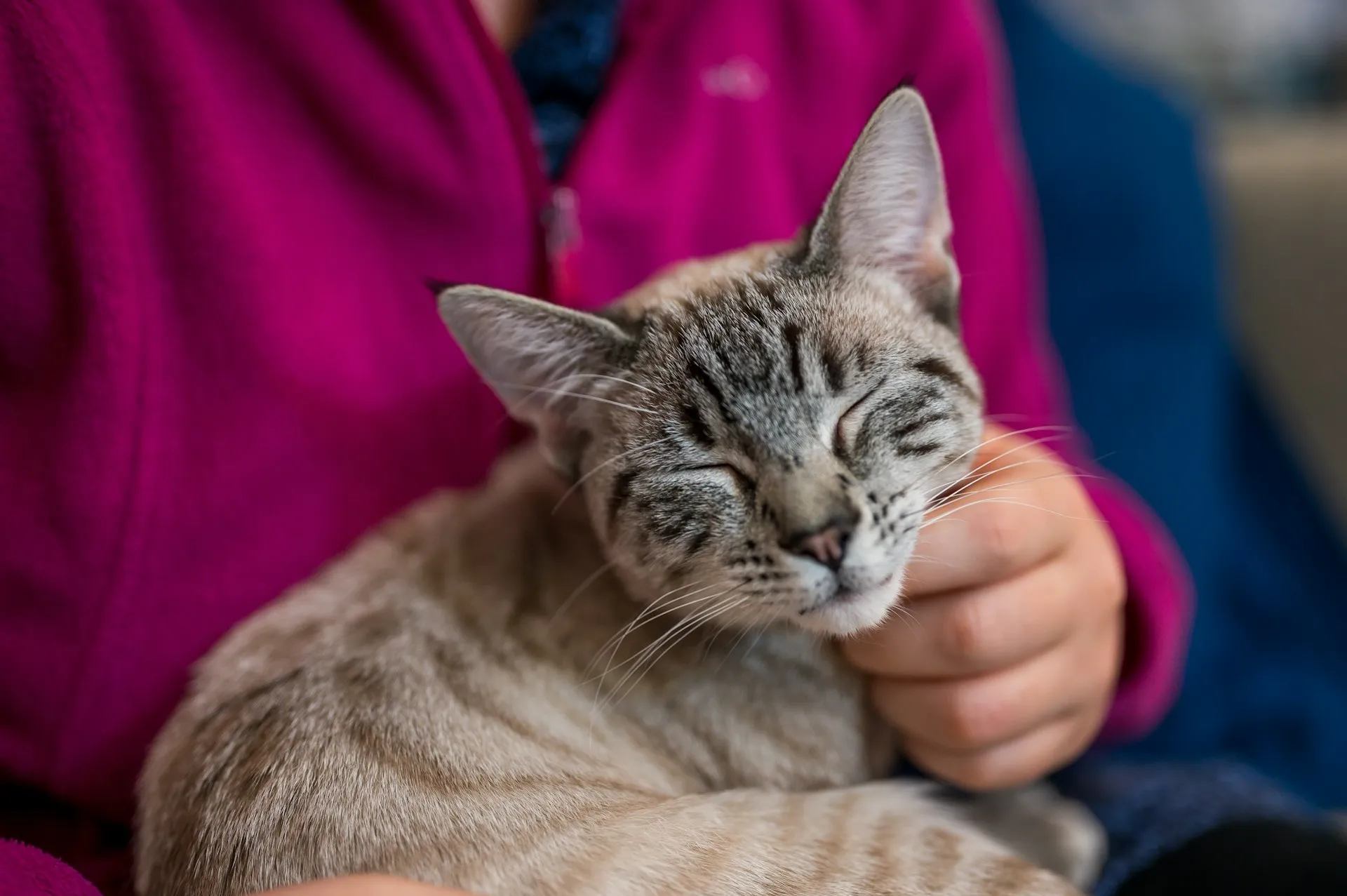 A person gently petting a cat sitting on his lap with eyes closed.
