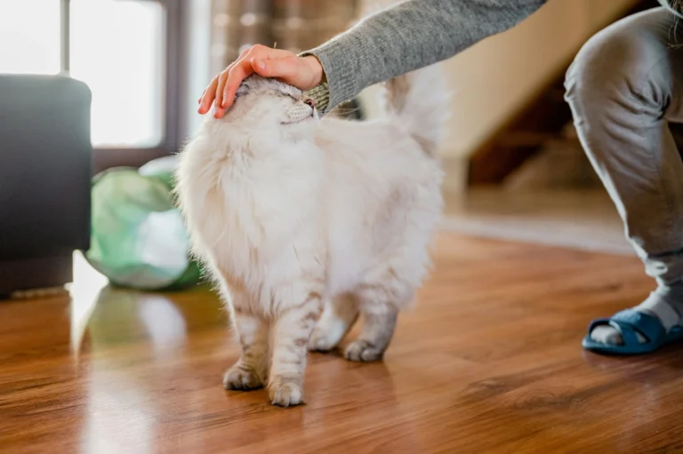 A long-haired white cat is being pet on the top of its head.