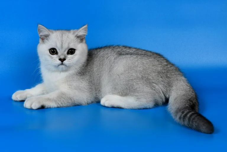 Do you want to learn more about Cat Hospital of Austin, our premier Northwest Austin pet clinic? Stop by our Services page for an overview of our clinic and offerings. We are proud to be a cats-only practice and have been awarded a silver designation by the American Association of Feline Practitioners (AAFP) for being a feline-friendly practice. We offer a variety of services, from spay/neuter and wellness to chiro for kitties. Contact us anytime to learn more.