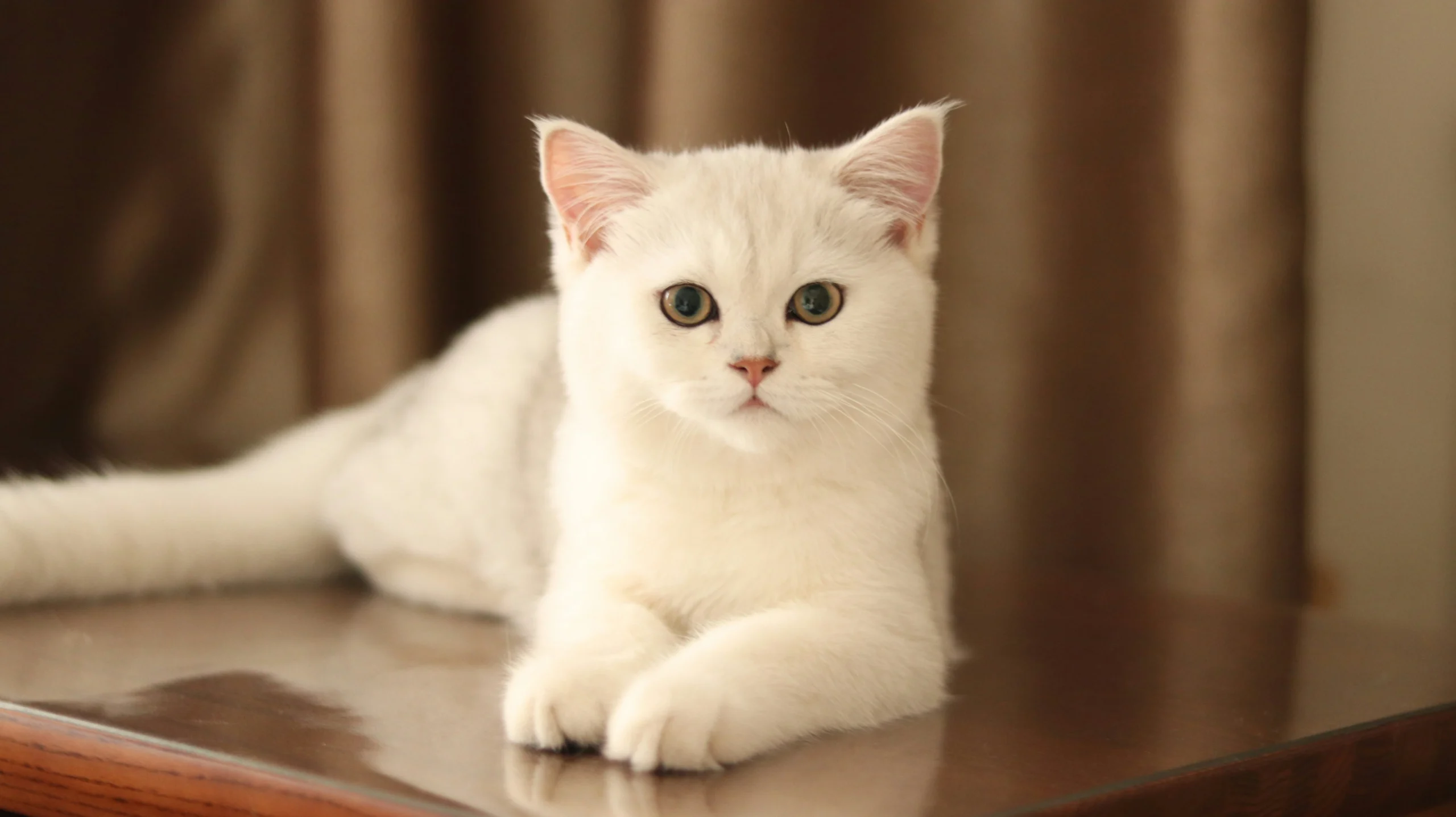 A white cat looks straight at the camera while lying gracefully atop a piece of wooden furniture.
