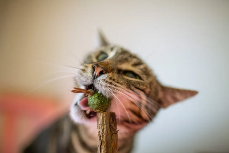 A gray tabby cat nibbling on a stick containing catnip